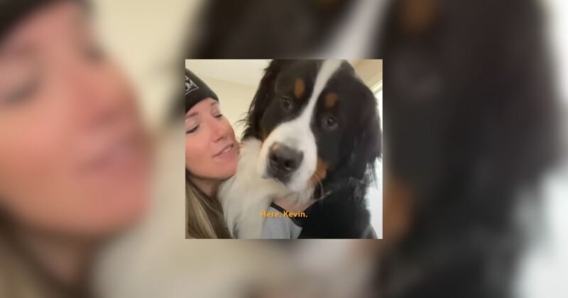 Oregon Clingy Dog Interrupts Mom’s Workouts With Hilarious Antics 7 Oregon Clingy Dog Interrupts Moms Workouts With Hilarious Antics dog news