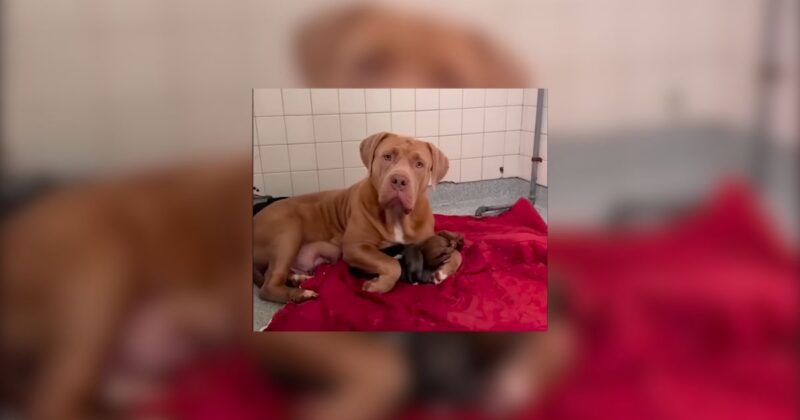 Texas Gentle Giant Shelter Dog Becomes Foster Mom To Orphaned Puppies 7 Texas Gentle Giant Shelter Dog Becomes Foster Mom To Orphaned Puppies dog news