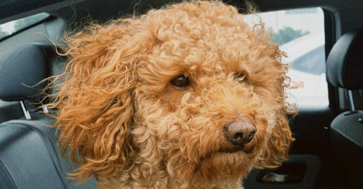 12 Dog Breeds That Approach Border Collie-Level Intelligence (and 13 Close Followers) 1 12 Dog Breeds That Approach Border Collie Level Intelligence and 13 Close Followers