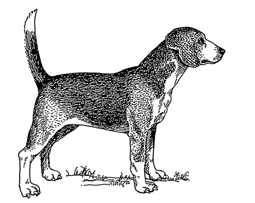 19 Extinct Dog Breeds and How They Shaped Today’s Canine World 16 1280px Beagle PSF