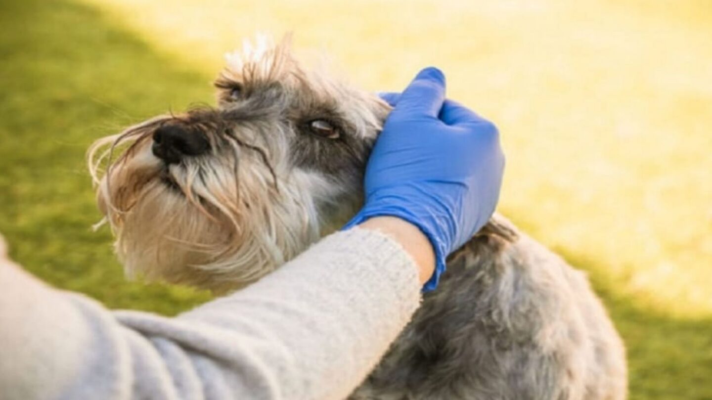 17 Simple Gestures That Strengthen Your Bond with Your Dog 1 17 Simple Gestures That Strengthen Your Bond with Your Dog