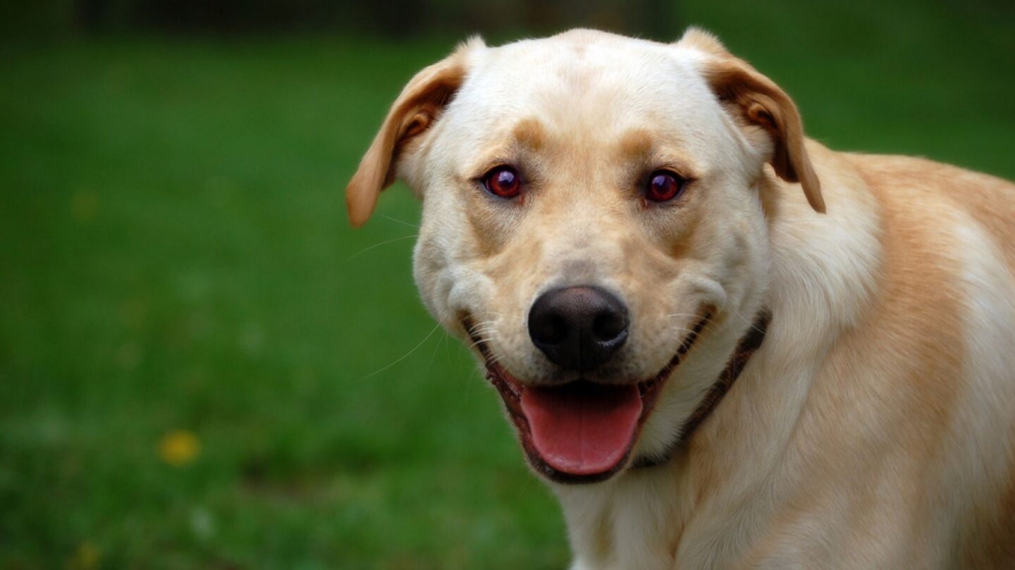 18 Everyday Habits That Lead to a Happier, Healthier Dog 1 18 Everyday Habits That Lead to a Happier Healthier Dog