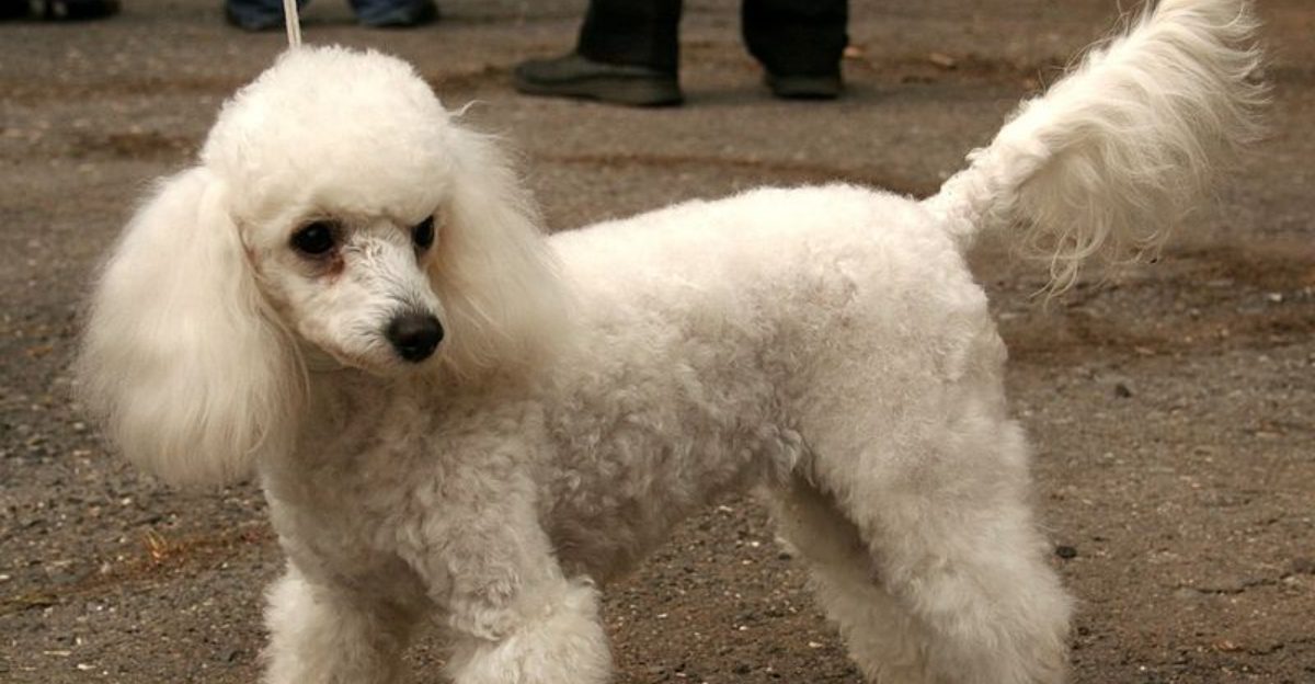 18 Friendly and Adaptable Dog Breeds Perfect for New Pet Owners 1 18 Friendly and Adaptable Dog Breeds Perfect for New Pet Owners