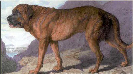 19 Extinct Dog Breeds and How They Shaped Today’s Canine World 9 1815 Alpine Mastiff