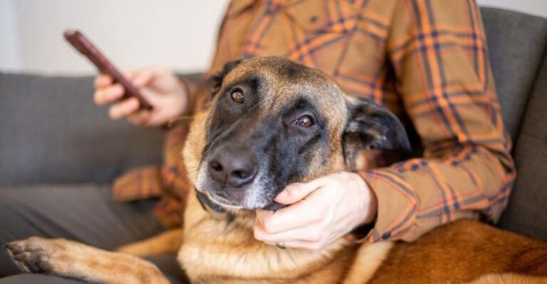 19 Dog Behaviors That Show How Well They Understand Human Emotions 37 19 Dog Behaviors That Show How Well They Understand Human Emotions dog news