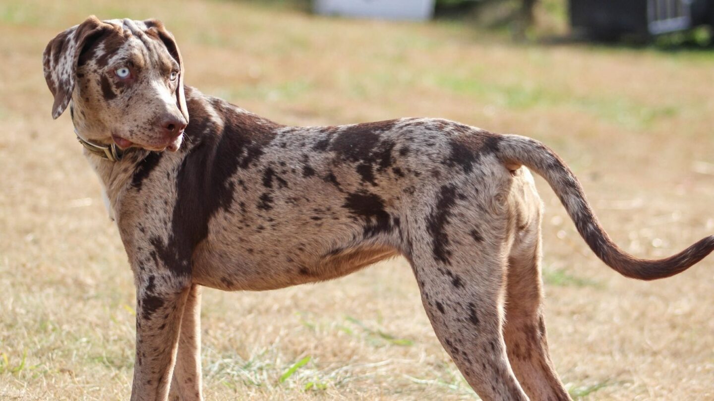 19 Rare Dog Breeds Known for Their Confident and Independent Nature 1 19 Rare Dog Breeds Known for Their Confident and Independent Nature