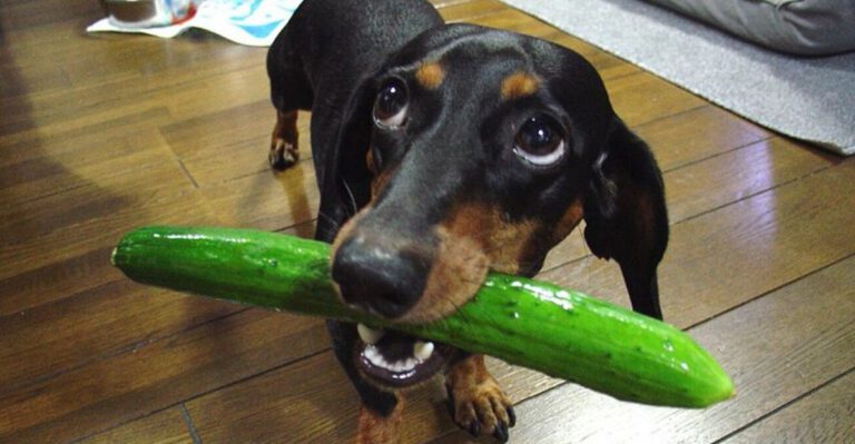19 Safe and Nutritious Vegetables Dogs Can Enjoy 1 19 Safe and Nutritious Vegetables Dogs Can Enjoy dog news
