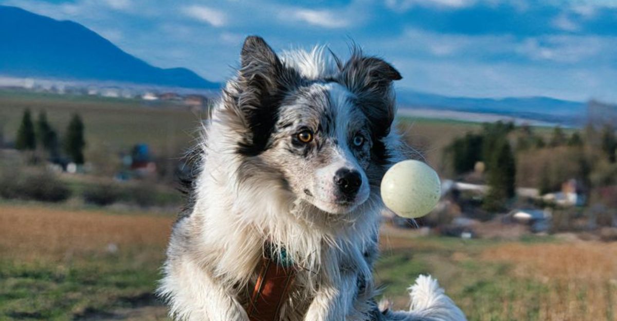 20 Dog Breeds Known for Their Curious and Inquisitive Nature 1 20 Dog Breeds Known for Their Curious and Inquisitive Nature