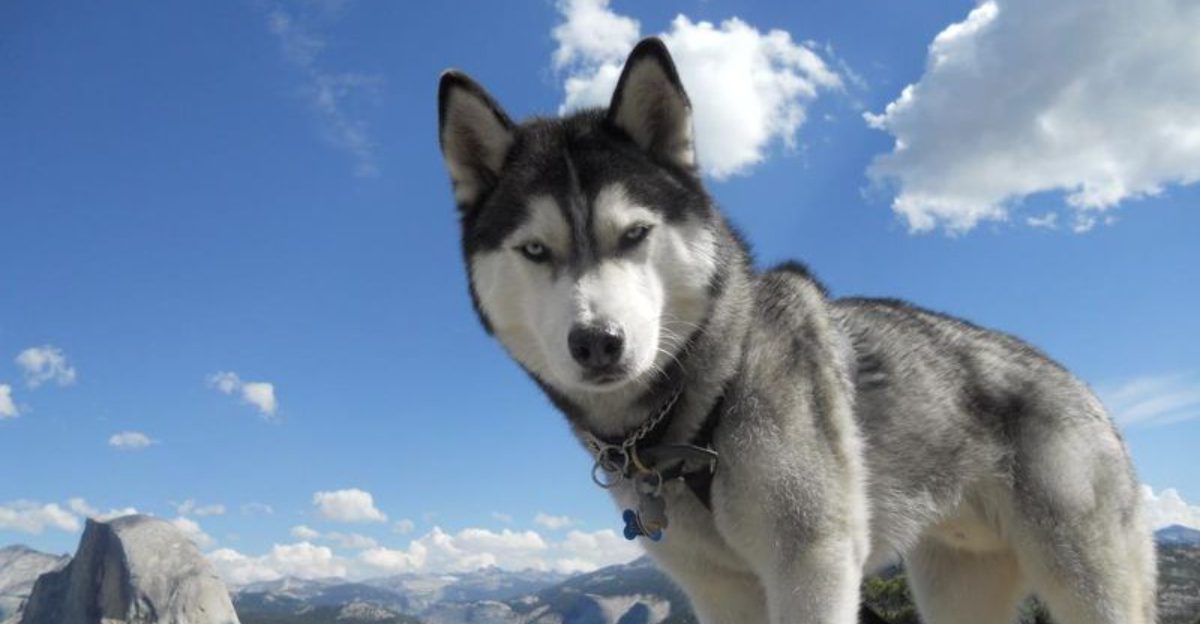 20 Dog Breeds That Closely Resemble Wolves but Are Totally Domesticated 1 20 Dog Breeds That Closely Resemble Wolves but Are Totally Domesticated