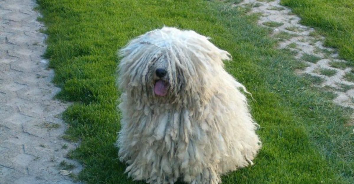 20 Dog Breeds That Stand Out for Their Extraordinary Looks 1 20 Dog Breeds That Stand Out for Their Extraordinary Looks