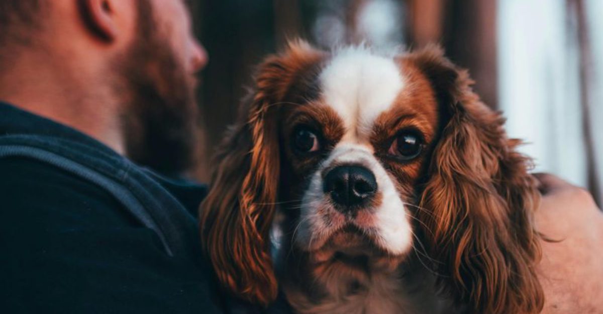 20 Human-Oriented Dog Breeds That Thrive on Close Companionship 1 20 Human Oriented Dog Breeds That Thrive on Close Companionship