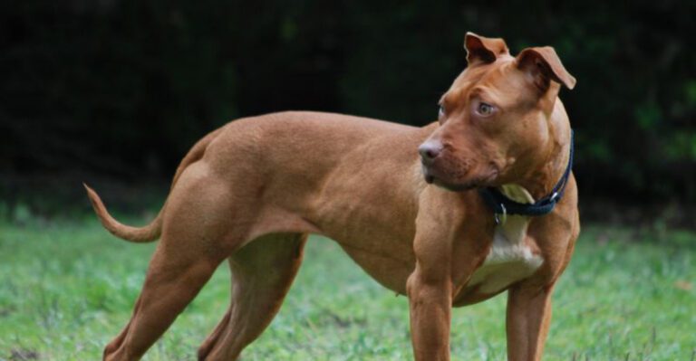 21 Dog Breeds with Strong Hunting Instincts That Need Supervised Socialization 5 21 Dog Breeds with Strong Hunting Instincts That Need Supervised Socialization dog news