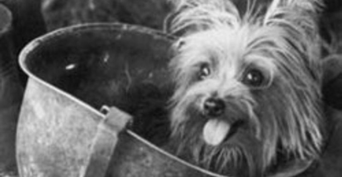 20 Famous Dogs Remembered for Bravery, Loyalty, and Service 1 21 Famous Dogs Remembered for Bravery Loyalty and Service