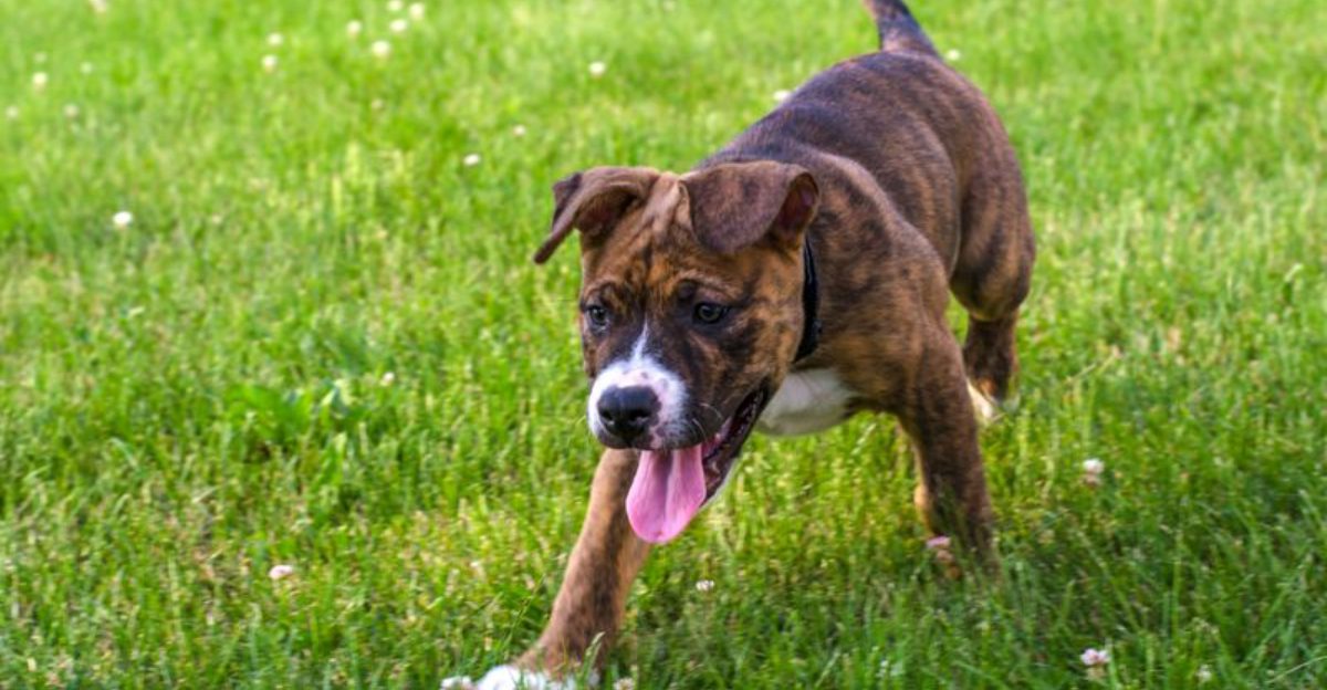 22 Large Dog Breeds That Show How Strength and Gentleness Can Coexist 1 22 Large Dog Breeds That Show How Strength and Gentleness Can