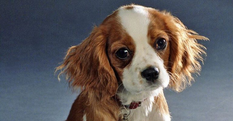 22 Small Dog Breeds with Gentle and Easygoing Personalities 35 22 Small Dog Breeds with Gentle and Easygoing Personalities dog news