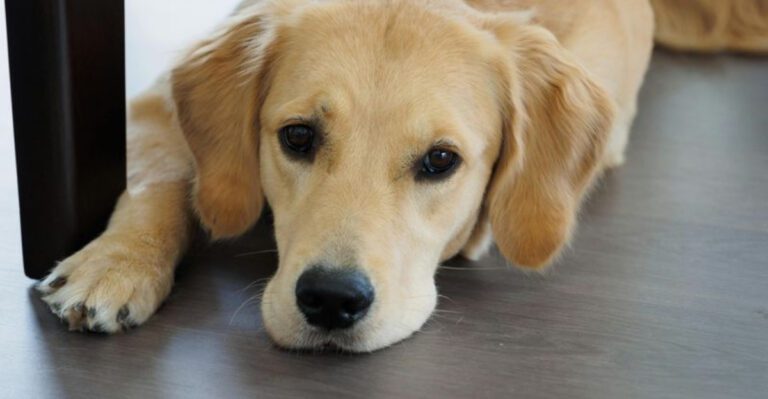 23 Dog Breeds That Don’t Do Well When Left Home Alone 25 23 Dog Breeds That Dont Do Well When Left Home Alone dog news