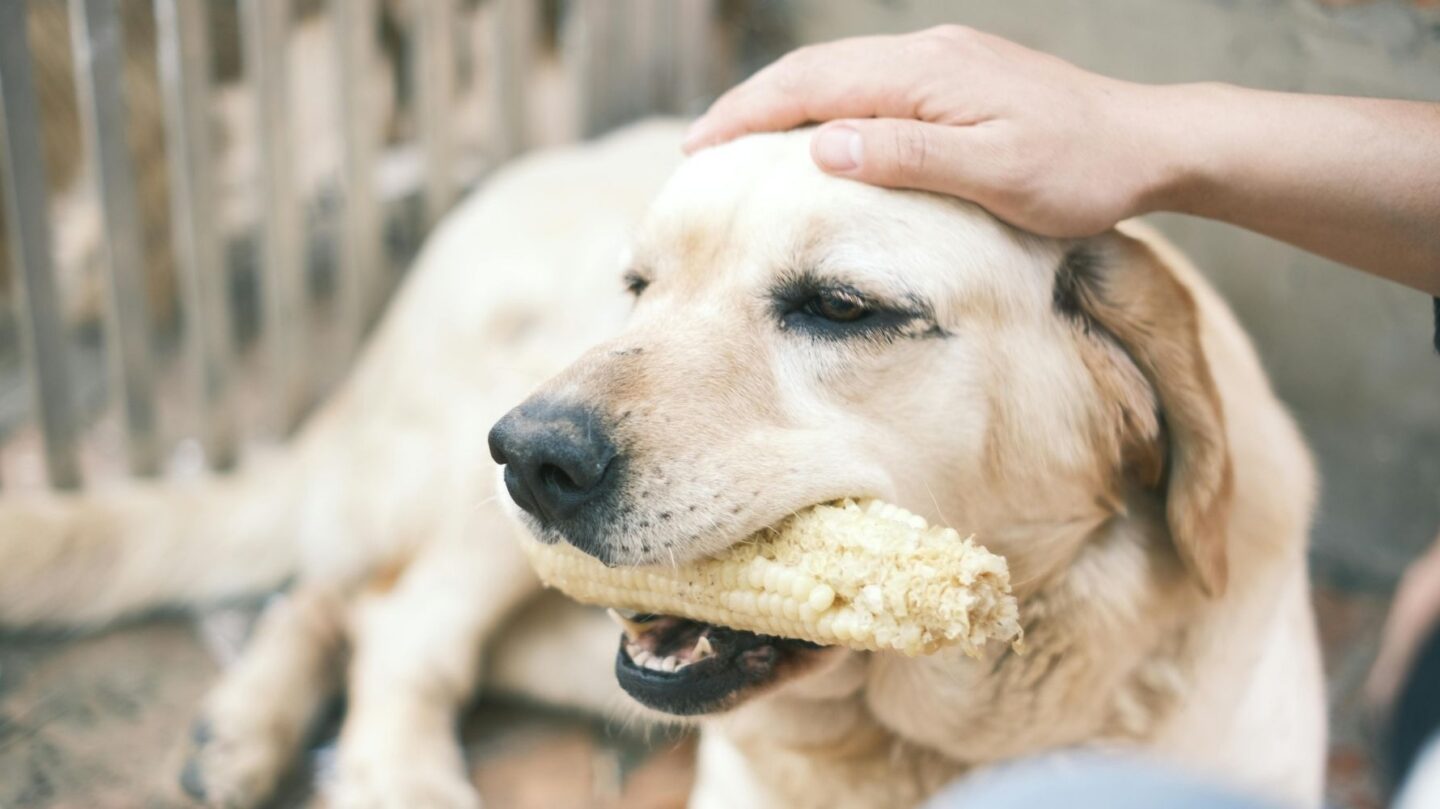 23 Gentle Dog Breeds Perfect for a Peaceful Lifestyle 1 23 Gentle Dog Breeds Perfect for a Peaceful Lifestyle