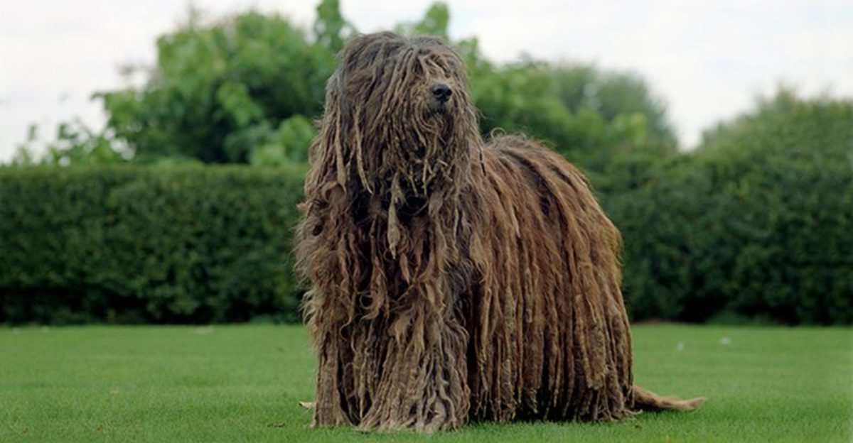 24 Distinctive Dog Breeds You Don’t See Every Day 1 24 Distinctive Dog Breeds You Dont See Every Day