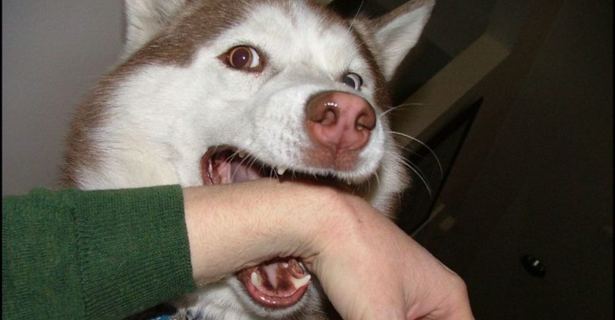 24 Dog Breeds Most Often Linked to Biting Incidents — and the Reasons Behind It 1 24 Dog Breeds Most Often Linked to Biting Incidents — and the Reasons Behind It