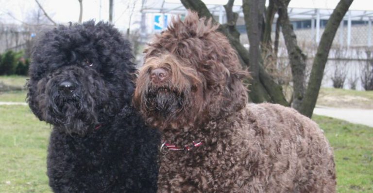 24 Dog Breeds Rapidly Rising in Popularity in 2025 20 24 Dog Breeds Rapidly Rising in Popularity in 2025 dog news