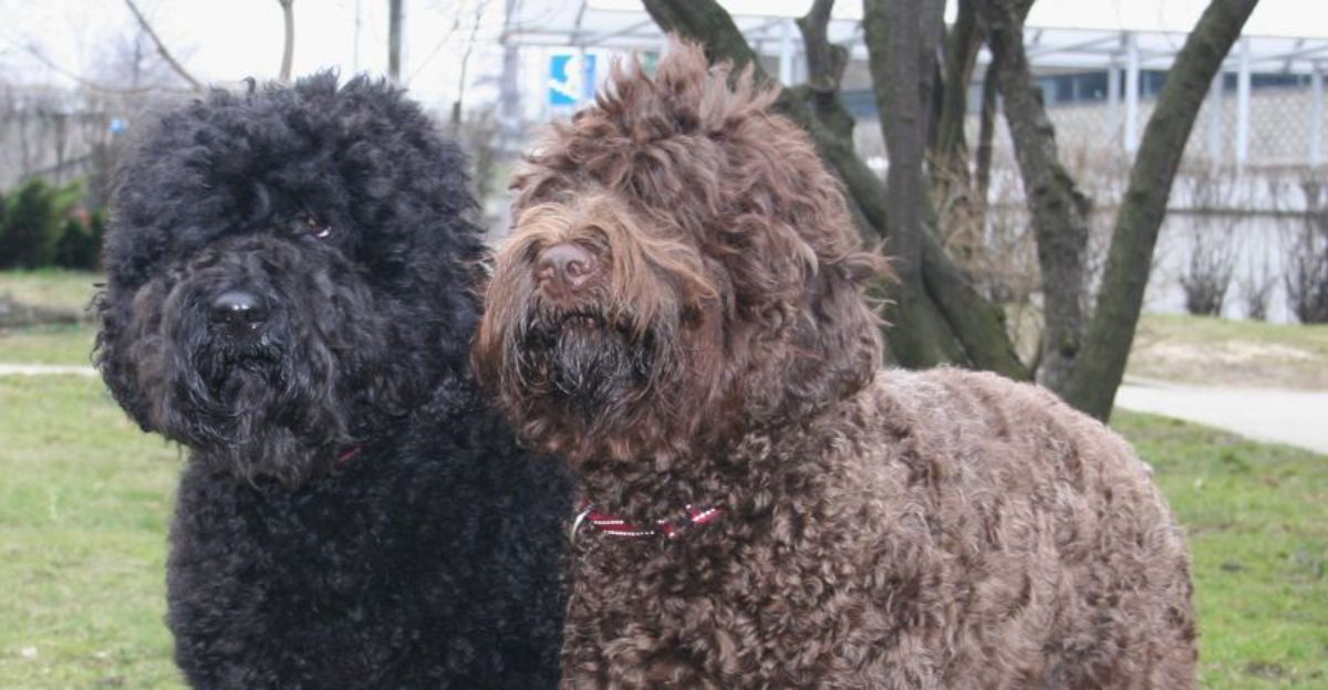 24 Dog Breeds Rapidly Rising in Popularity in 2025 1 24 Dog Breeds Rapidly Rising in Popularity in 2025