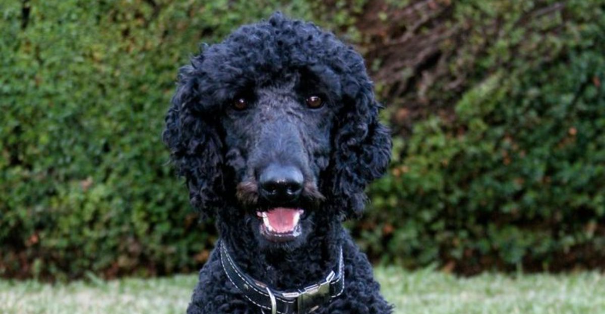 24 Dog Breeds That Demand Frequent Grooming and Daily Maintenance 1 24 Dog Breeds That Demand Frequent Grooming and Daily Maintenance