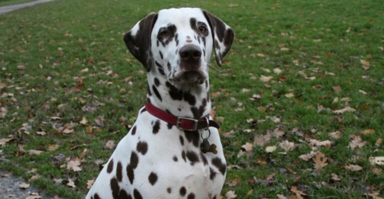 24 Misunderstood Dog Breeds That Deserve More Love and Understanding 17 24 Misunderstood Dog Breeds That Deserve More Love and Understanding dog news