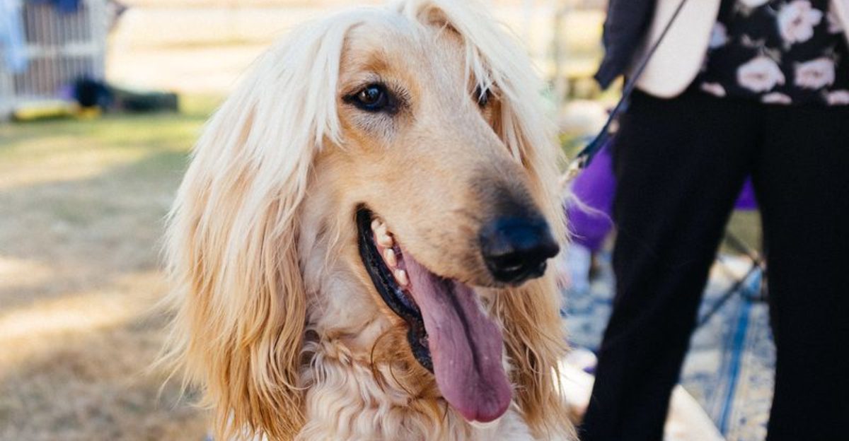 24 Most Expensive Dog Breeds and Why They Cost So Much 1 24 Most Expensive Dog Breeds and Why They Cost So Much 1