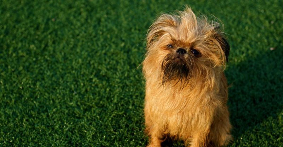 24 Tiny Dog Breeds Weighing Under 5 Pounds – Small in Size, Big in Personality 1 24 Tiny Dog Breeds Weighing Under 5 Pounds – Small in Size Big in Personality