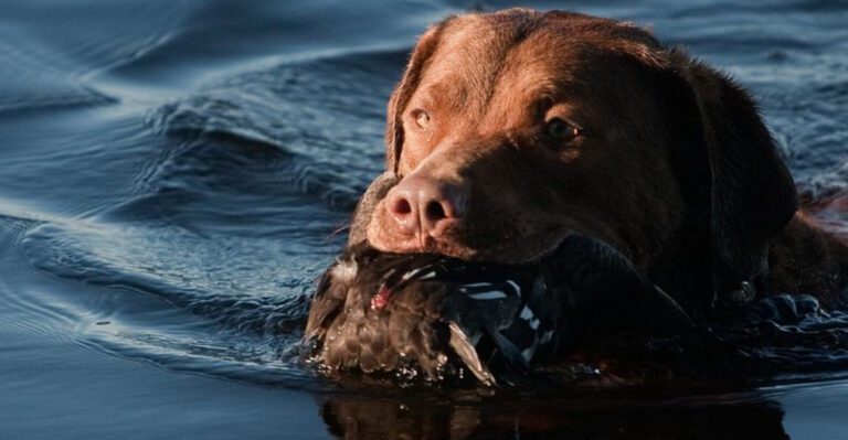 25 Bird Dog Breeds That Balance Hunting Instincts with Family Life 39 25 Bird Dog Breeds That Balance Hunting Instincts with Family Life dog news