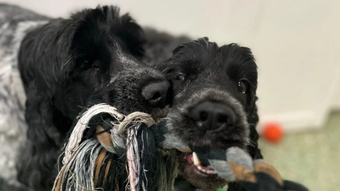 25 Dog Breeds Known for Their Independent or Stubborn Nature 1 25 Dog Breeds Known for Their Independent or Stubborn Nature