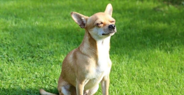 25 Dog Breeds Known for Their Long Lifespans 40 25 Dog Breeds Known for Their Long Lifespans dog news