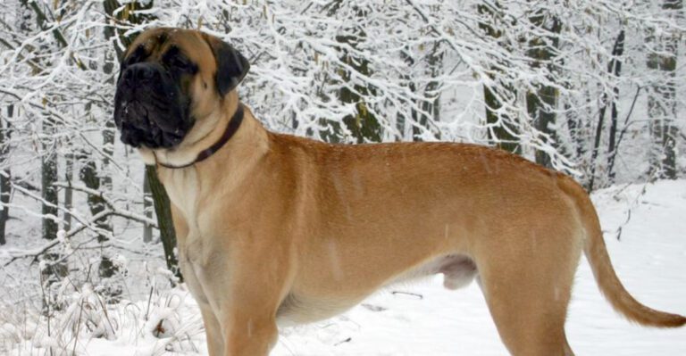 25 Dog Breeds Similar to the Bullmastiff in Strength and Temperament 31 25 Dog Breeds Similar to the Bullmastiff in Strength and Temperament dog news