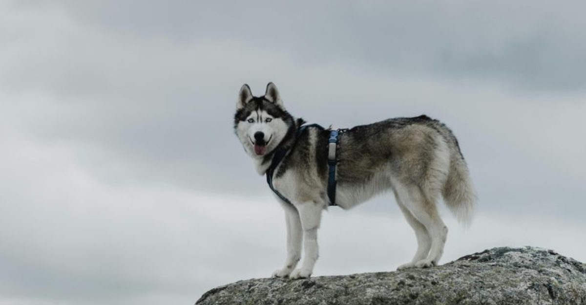 25 Energetic Dog Breeds That Love Hiking and Outdoor Adventures 1 25 Energetic Dog Breeds That Love Hiking and Outdoor Adventures