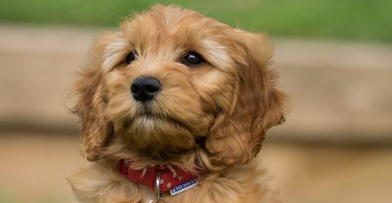 25 Popular Doodle Dog Breeds Gaining Attention in 2025 38 25 Popular Doodle Dog Breeds Gaining Attention in 2025 dog news