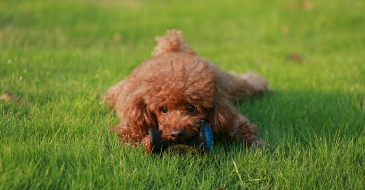 25 Small Dog Breeds Beginners Can Confidently Handle 1 25 Small Dog Breeds Beginners Can Confidently Handle