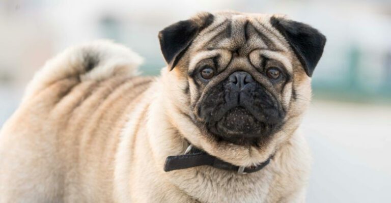 25 Small Dog Breeds Known for Their Loyalty and Affection 34 25 Small Dog Breeds Known for Their Loyalty and Affection dog news