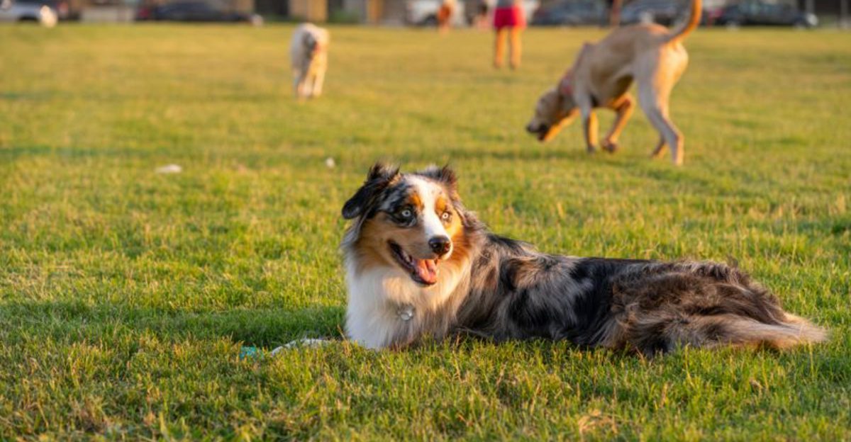 25 Social Dog Breeds That Thrive on Meeting New People 1 25 Social Dog Breeds That Thrive on Meeting New People