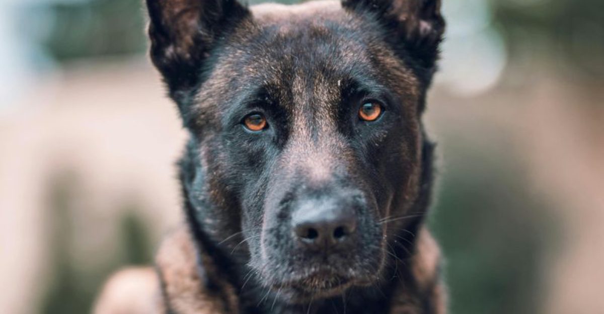 25 Strong-Willed Dog Breeds That Challenge Even Seasoned Owners 1 25 Strong Willed Dog Breeds That Challenge Even Seasoned Owners