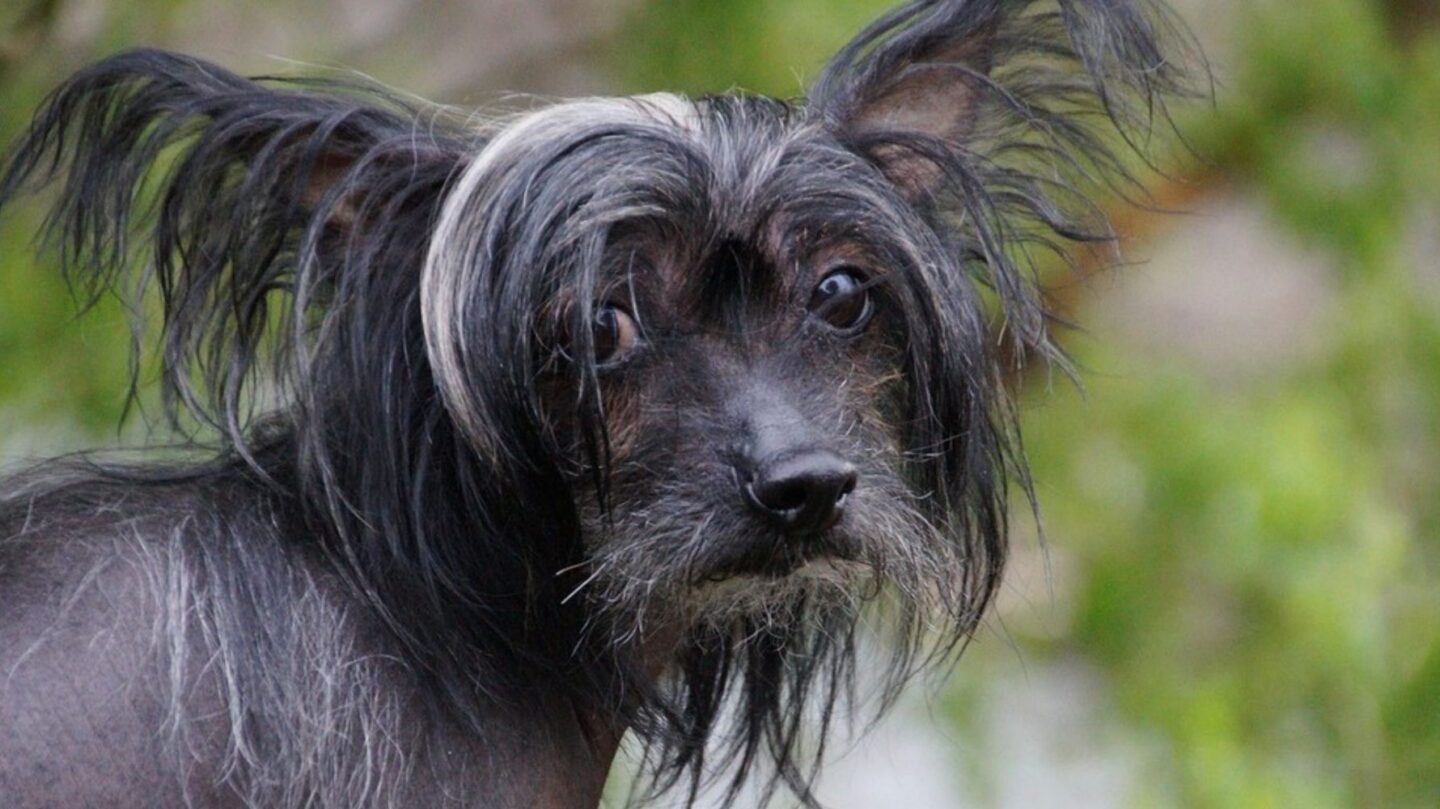 25 Unusual Dog Breeds That Stand Out for Their One-of-a-Kind Features 1 25 Unusual Dog Breeds That Stand Out for Their One of a Kind Features