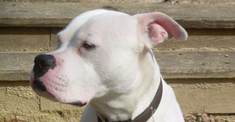 26 Bulldog Breeds Recognized for Their Strength and Endurance 30 26 Bulldog Breeds Recognized for Their Strength and Endurance dog news