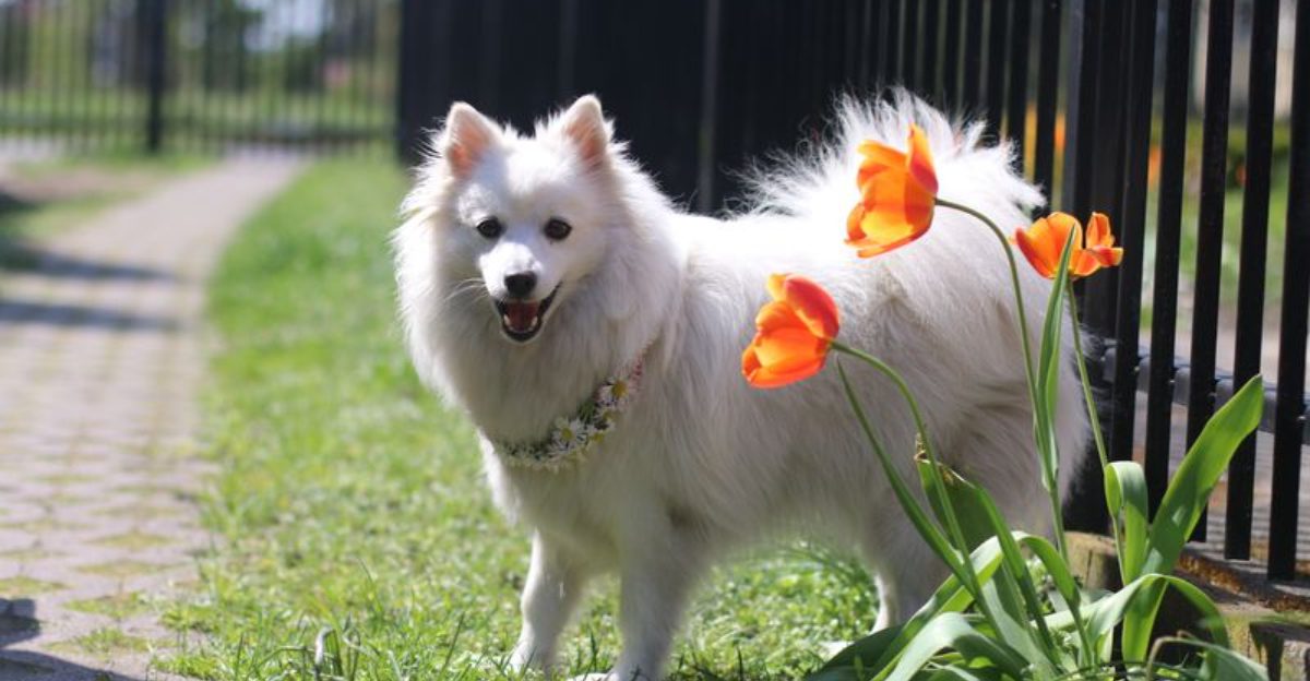 26 Dog Breeds Famous for Their Pure White Coats 1 26 Dog Breeds Famous for Their Pure White Coats