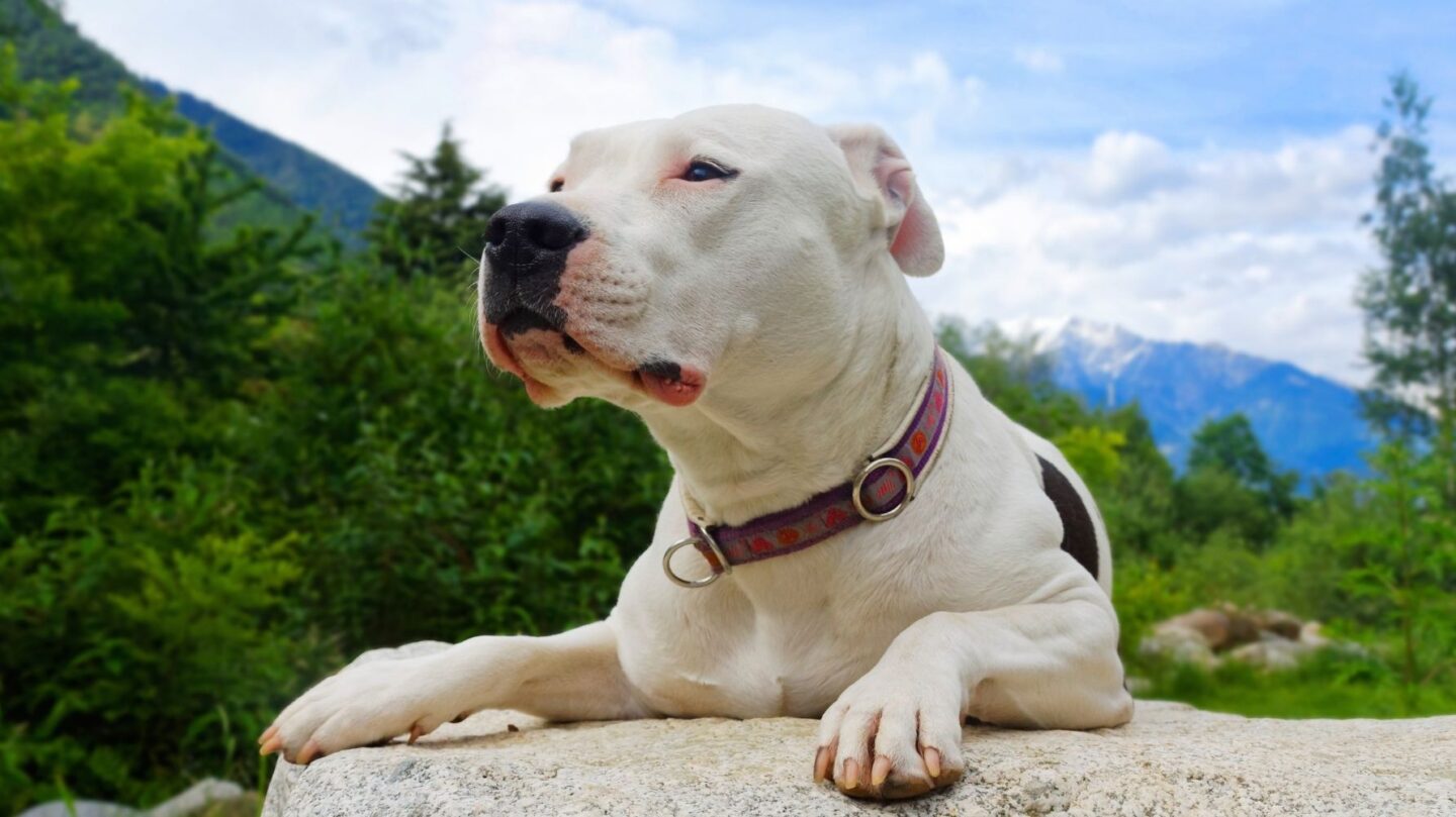 26 Dog Breeds Historically Associated with Strong Defensive Behavior 1 26 Dog Breeds Historically Associated with Strong Defensive Behavior