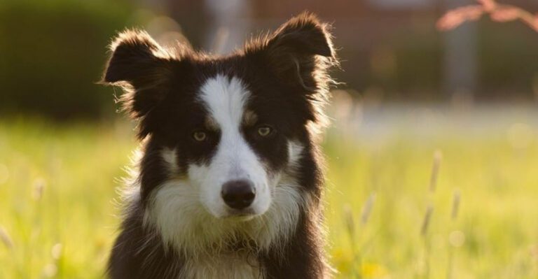 26 Dog Breeds Known for Being Sensitive or Easily Stressed 11 26 Dog Breeds Known for Being Sensitive or Easily Stressed dog news