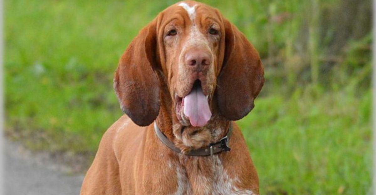 26 Dog Breeds Recognized for Their Unmistakable Vocalizations 1 26 Dog Breeds Recognized for Their Unmistakable Vocalizations