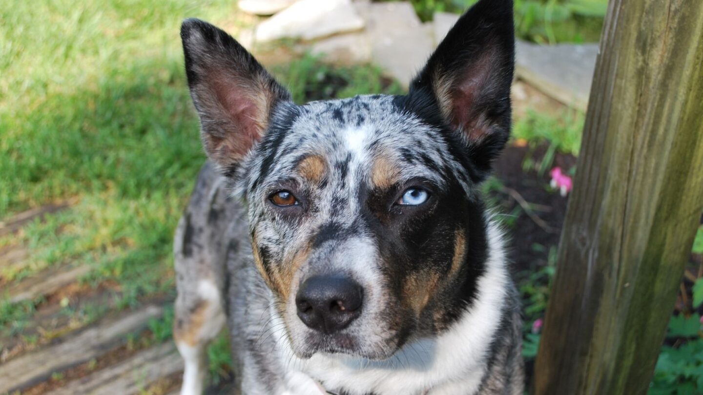 26 Healthy Dog Breeds That Rarely Face Serious Medical Issues 1 26 Healthy Dog Breeds That Rarely Face Serious Medical Issues