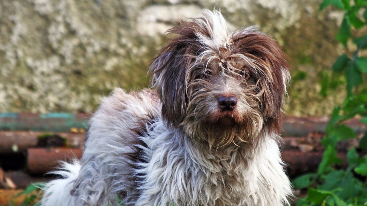 26 Popular Doodle Dog Mixes Loved for Their Personality and Charm 1 26 Popular Doodle Dog Mixes Loved for Their Personality and Charm