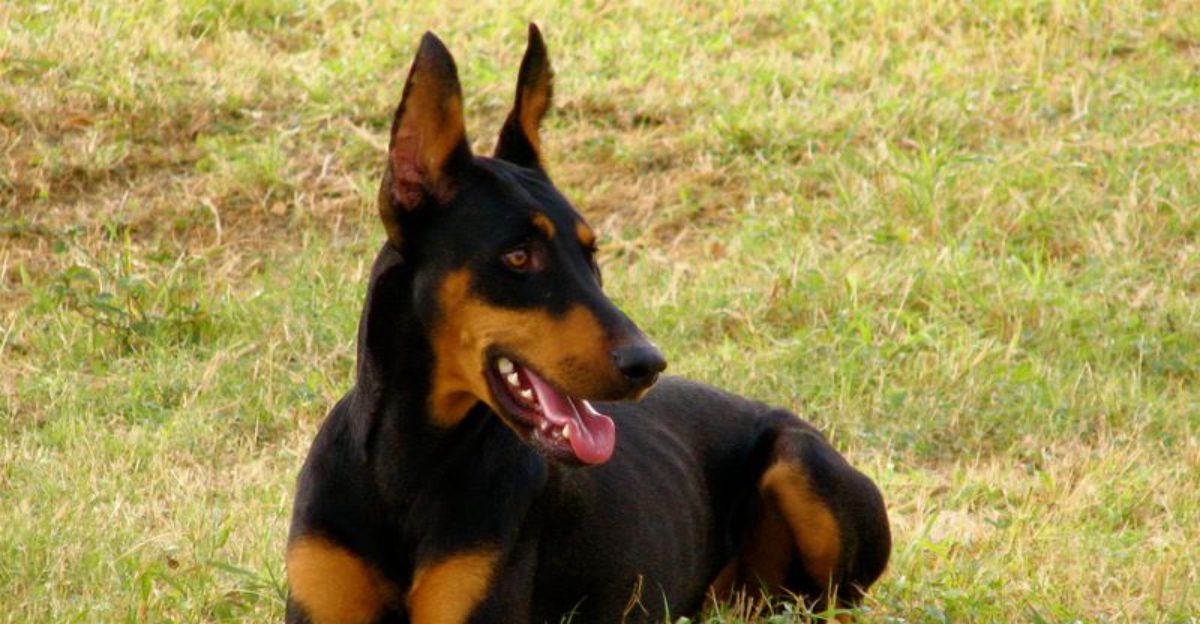 26 Protective Dog Breeds and How to Manage Their High Energy and Instincts 1 26 Protective Dog Breeds and How to Manage Their High Energy and Instincts