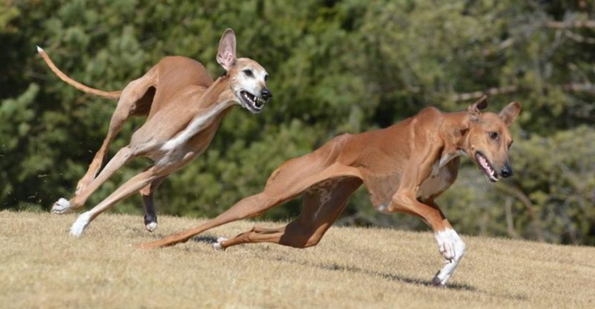 26 Rare Dog Breeds You’ll Rarely Encounter but Won’t Forget 1 26 Rare Dog Breeds Youll Rarely Encounter but Wont Forget