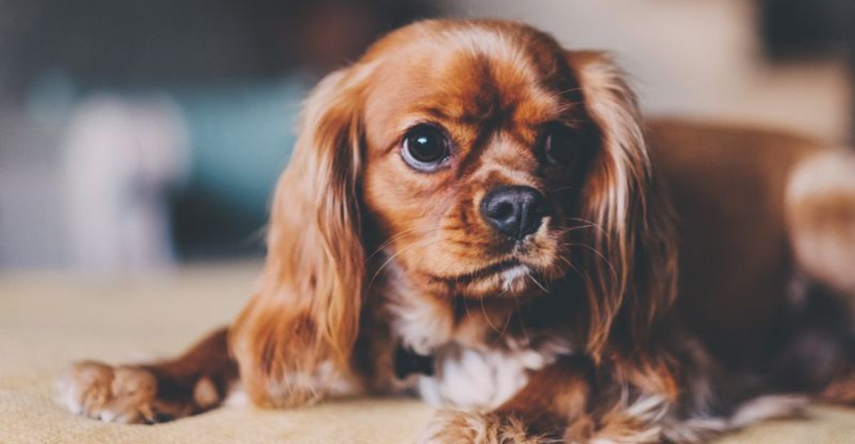 27 Compact Dog Breeds That Stay Close and Loyal to Their Families 1 27 Compact Dog Breeds That Stay Close and Loyal to Their Families